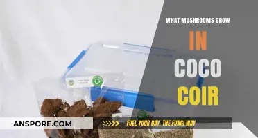 Mushrooms Thriving in Coco Coir: A Comprehensive Growing Guide