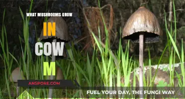 Discovering Mushrooms That Thrive in Cow Manure: A Comprehensive Guide