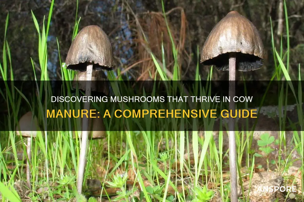 what mushrooms grow in cow m