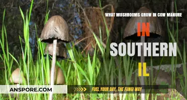 Southern Illinois Cow Manure Mushrooms: Varieties and Growing Tips