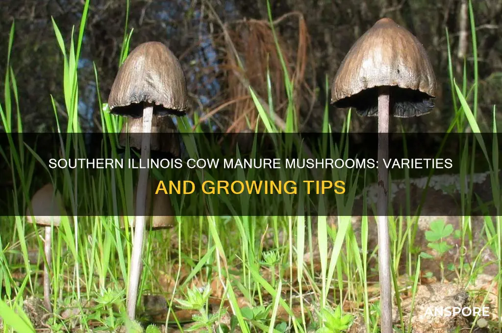 what mushrooms grow in cow manure in southern il