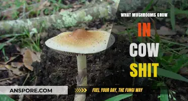 Cow Dung Delights: Unveiling Mushrooms That Thrive in Cattle Manure