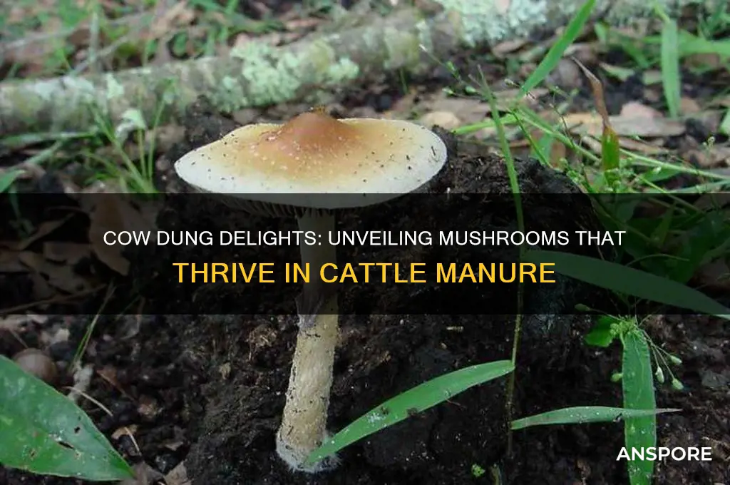 what mushrooms grow in cow shit