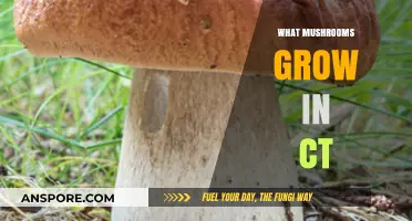 Discovering Connecticut's Wild Mushrooms: A Guide to Local Fungal Finds