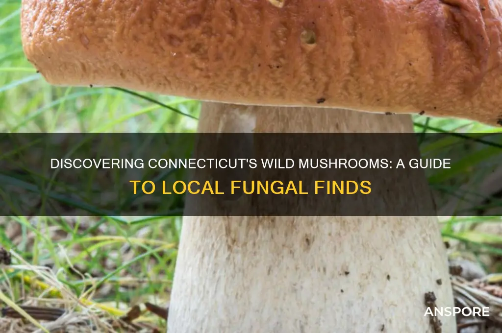 what mushrooms grow in ct