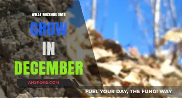 Winter Wonders: Discovering Mushrooms That Thrive in December's Chill