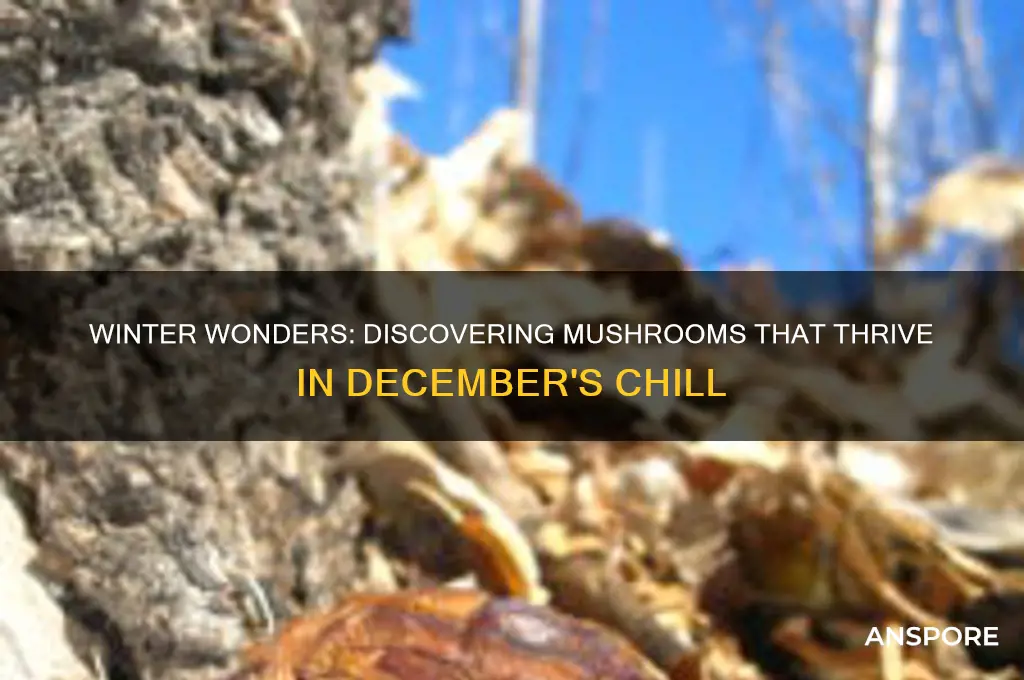 what mushrooms grow in december