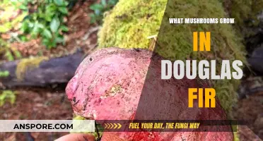 Discovering Mushrooms Thriving in Douglas Fir Forests: A Mycological Journey