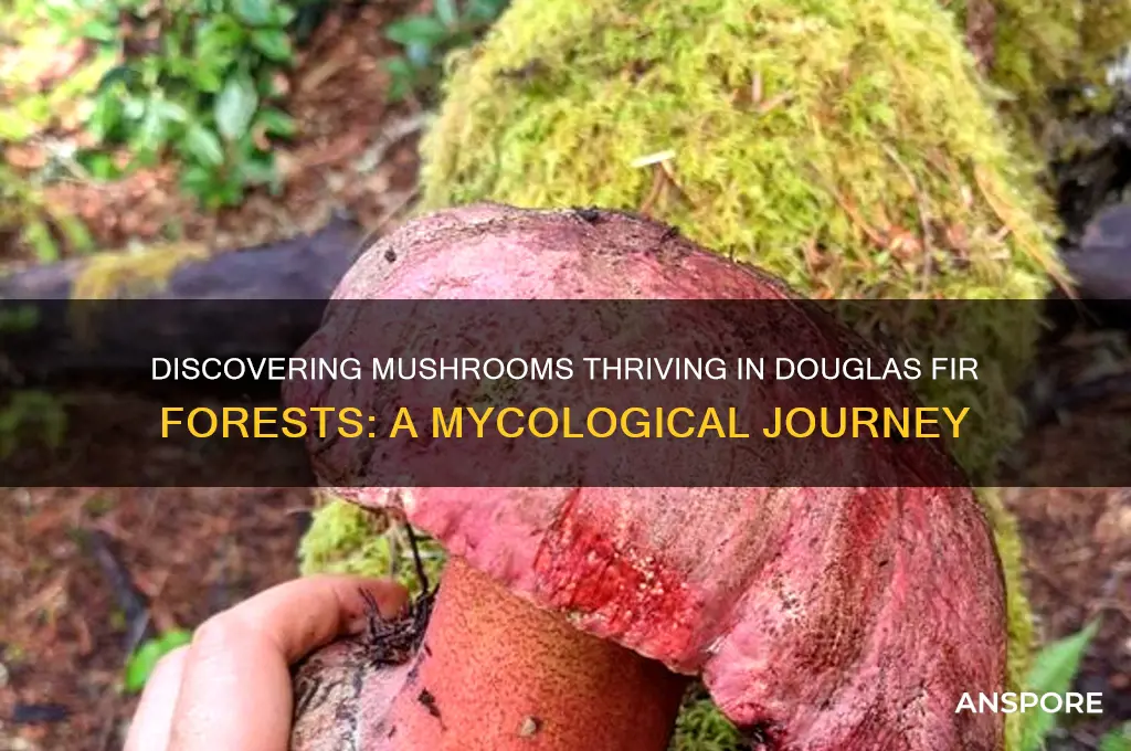 what mushrooms grow in douglas fir