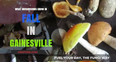 Fall's Foraging Guide: Gainesville's Seasonal Mushroom Varieties Revealed