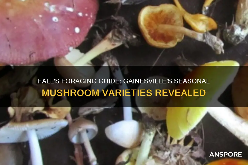 what mushrooms grow in fall in gainesville