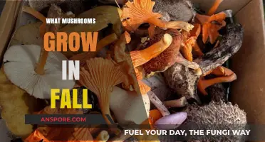 Discover the Best Fall Mushrooms: A Seasonal Foraging Guide