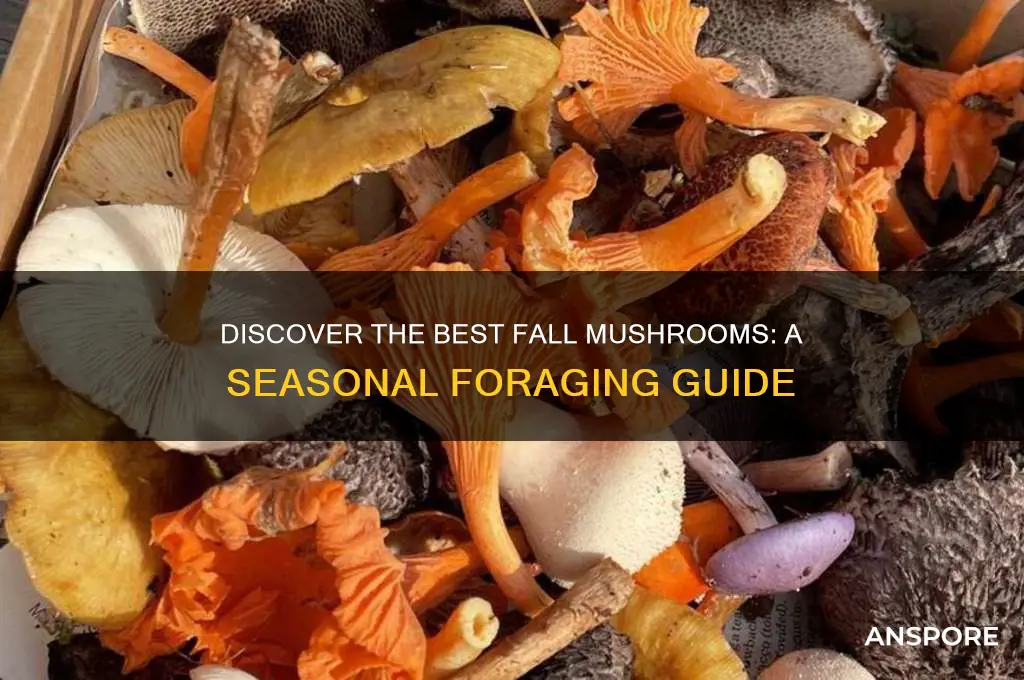 what mushrooms grow in fall