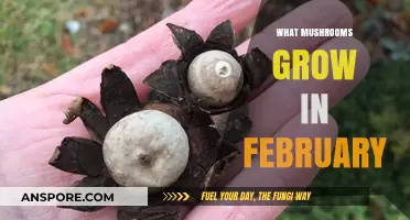 Discovering February's Fungal Treasures: Mushrooms to Spot in Winter