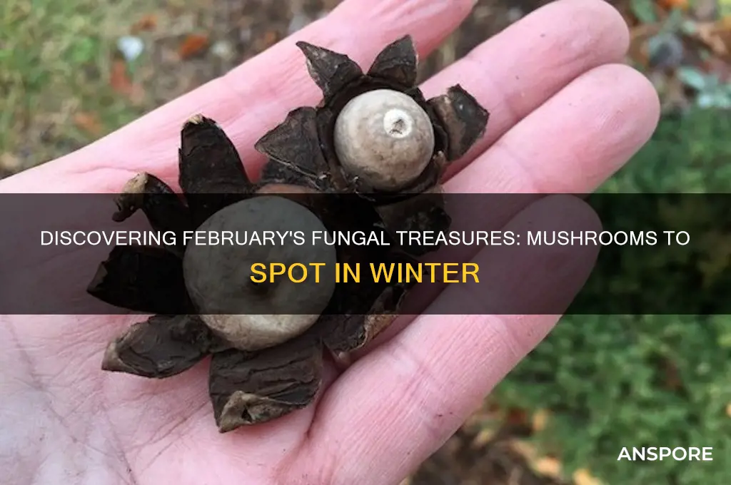 what mushrooms grow in february