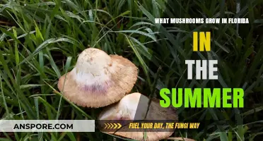 Florida's Summer Mushroom Bounty: Discover What Grows in the Heat