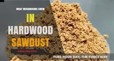 Discovering Edible and Medicinal Mushrooms Thriving in Hardwood Sawdust