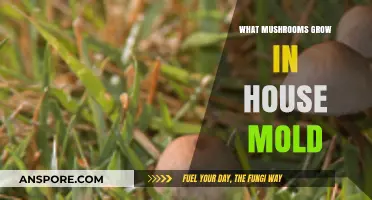 Household Mold Mushrooms: Identifying Fungi Growing in Your Home