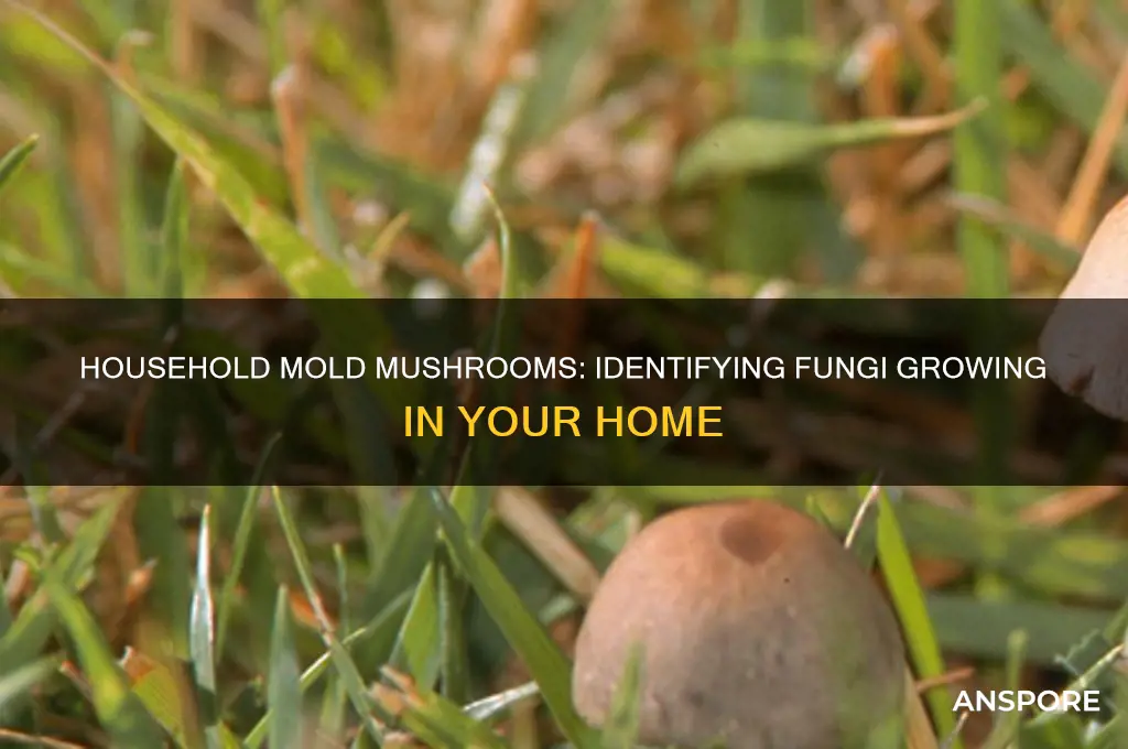 what mushrooms grow in house mold