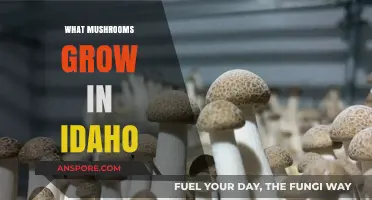Exploring Idaho's Fungal Treasures: A Guide to Native Mushrooms