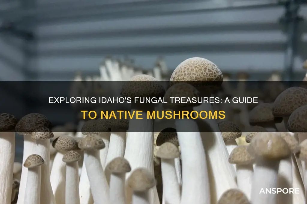 what mushrooms grow in idaho