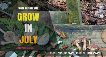 Discovering July's Mushroom Bounty: Varieties to Spot and Forage