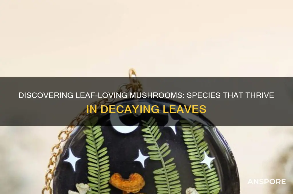 what mushrooms grow in leaves