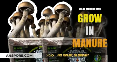 Mushrooms Thriving in Manure: A Guide to Their Growth and Benefits