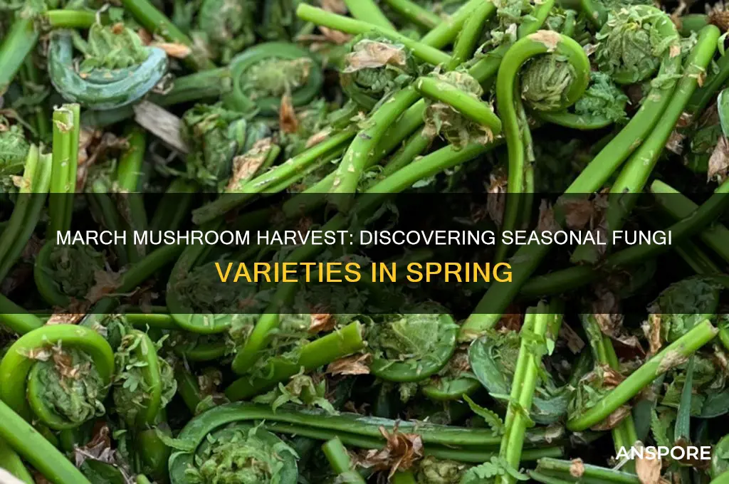 what mushrooms grow in march