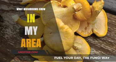 Discovering Local Fungi: What Mushrooms Grow in My Area?