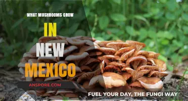 Exploring New Mexico's Diverse Mushroom Species and Their Habitats