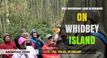 November's Whidbey Island Mushroom Guide: Species to Spot and Forage