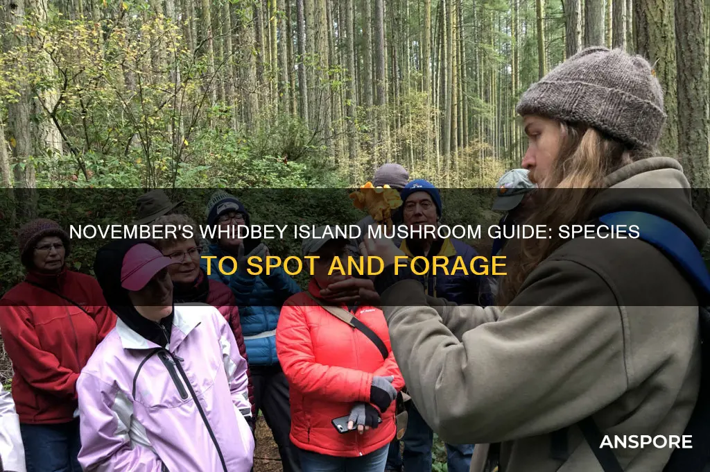 what mushrooms grow in november on whidbey island