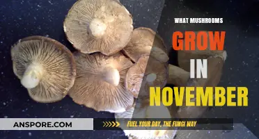 November's Fungal Harvest: Discovering Mushrooms That Thrive in Late Autumn