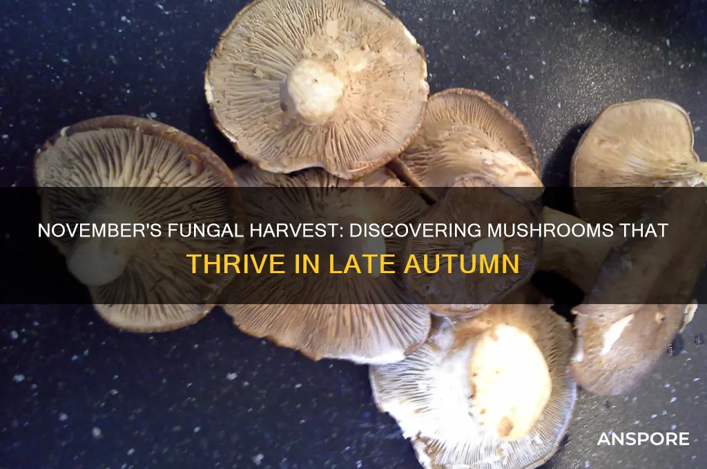 what mushrooms grow in november