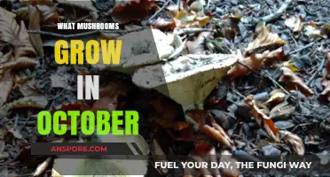 October's Mushroom Harvest: Discover What Fungi Thrive in Autumn