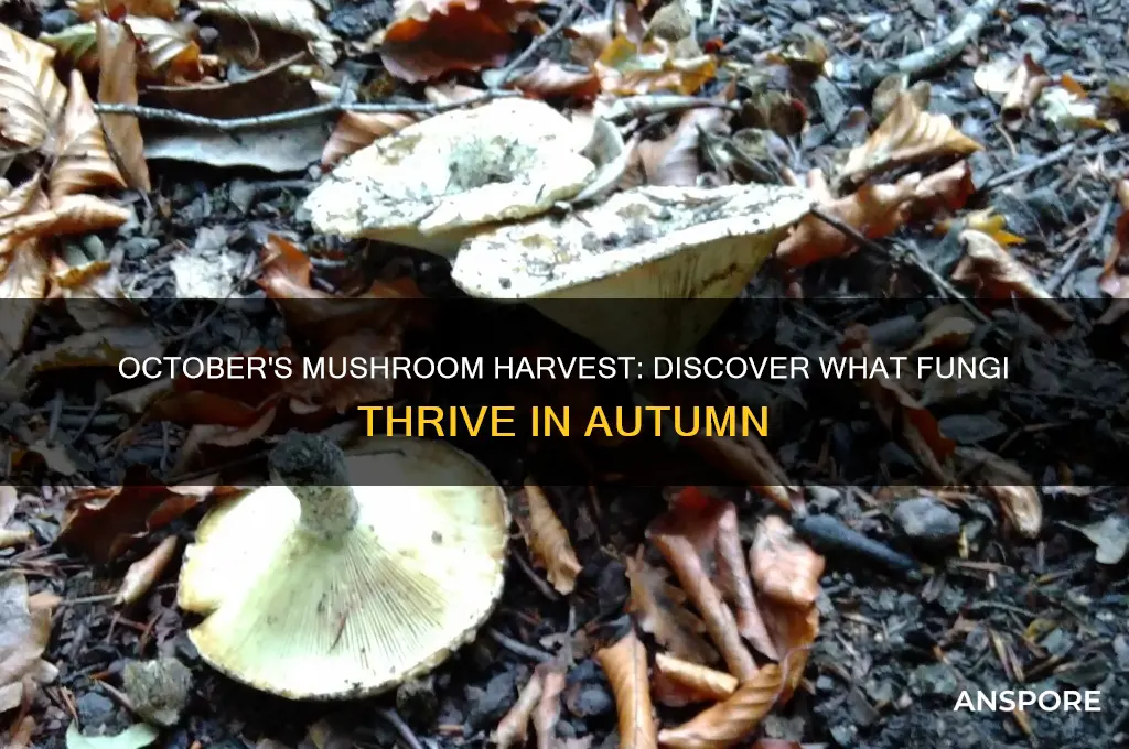 what mushrooms grow in october