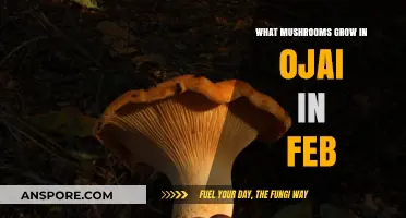Ojai's February Fungal Finds: Exploring Winter Mushrooms in the Valley