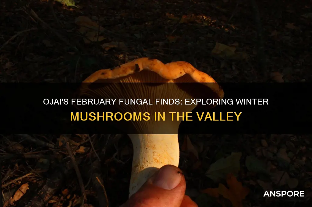 what mushrooms grow in ojai in feb