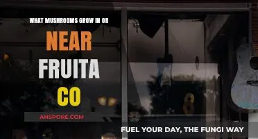 Discover Fruita, CO's Wild Mushrooms: A Guide to Local Varieties