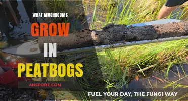 Peatbog Fungi: Exploring Mushrooms Thriving in Wetland Ecosystems