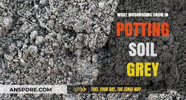 Grey Mushrooms in Potting Soil: Types, Causes, and Solutions