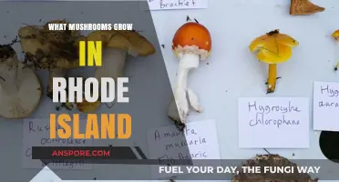 Exploring Rhode Island's Diverse Mushroom Varieties: A Forager's Guide