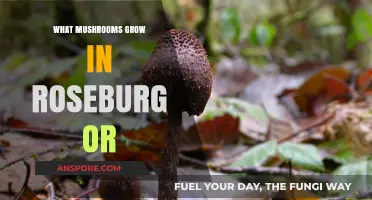 Discover Roseburg, Oregon's Wild Mushroom Varieties and Foraging Spots