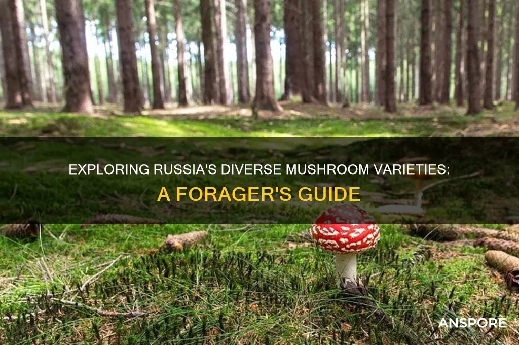 what mushrooms grow in russia