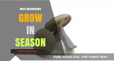 Seasonal Mushroom Guide: Discovering Nature's Edible Treasures in the Wild