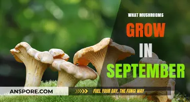 September's Fungal Harvest: Discovering Mushrooms That Thrive in Autumn