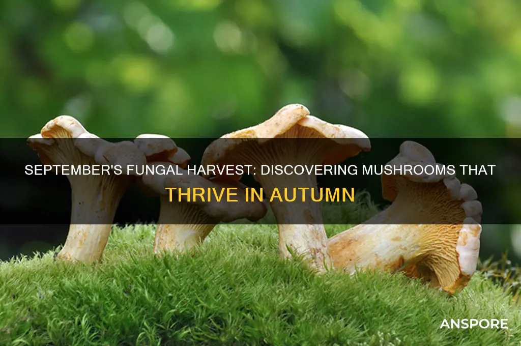 what mushrooms grow in september