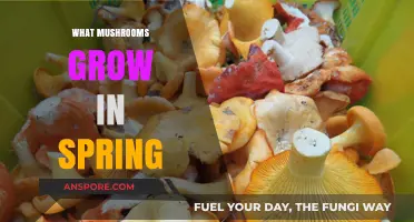 Spring's Best Edible Mushrooms: A Guide to Foraging in April