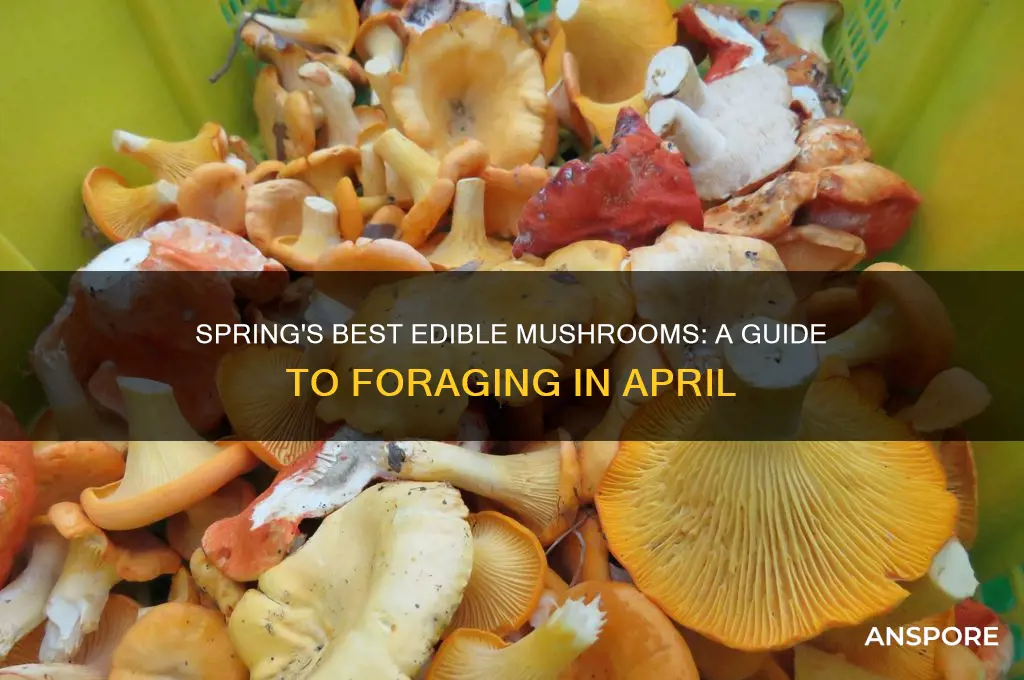 what mushrooms grow in spring
